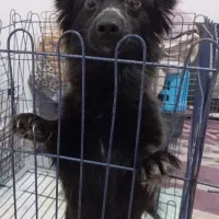 سگ ماده|سگ|قم, عمار یاسر|دیوار