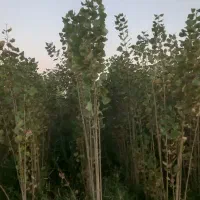 صنوبر ترکیه