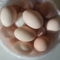 تخم مرغ محلی مرغوب وبا کیفیت