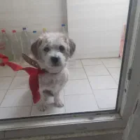 سگ پا کوتاه نگهبان حومه شهریار