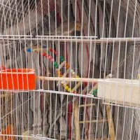 جوجه عروس هنلدی