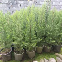 لاوسون کامیس