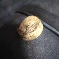 فروش گردو