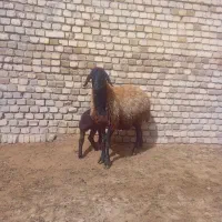 شیشک میش بره دار