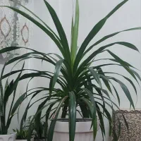 گل پاندانوس