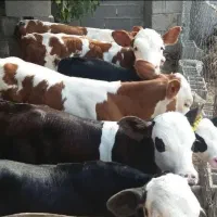 با چندین سال تجربه کاری وجیرهغذایی گوساله پروار|حیوانات مزرعه|یاسوج, |دیوار