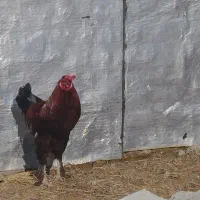 خروس پا پری