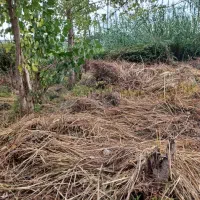 تمیز کردن زمین