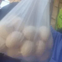 تخم مرغ ماکیان