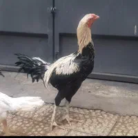 مرغ وخروس لاری