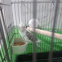 عروس هلندی دوکت البینو|پرنده|ماهدشت, |دیوار