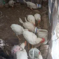 خروس و بوقلمون