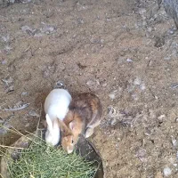 خرگوش|موش و خرگوش|سیرجان, |دیوار