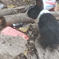 خرگوش باهوش