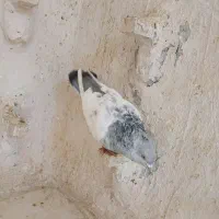 کبوتر سینه ابی