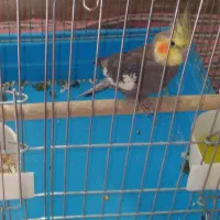 عروس هلندی گمشده