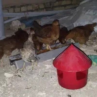 جوجه مرغ ۴ ماهه