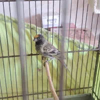 گلبسر جوجه قفس ۳ساله|پرنده|تهران, مشیریه|دیوار