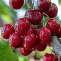 نهال آلبالو مجارستانی