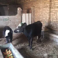 گاو و گوساله جوان