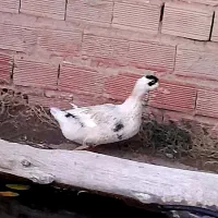 اردک|حیوانات مزرعه|مریوان, |دیوار