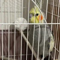 عروس هلندی|پرنده|فردیس, انبار نفت|دیوار