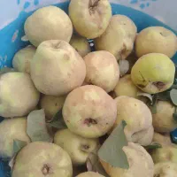 به درجه ۱ خانگی .. کیلویی ۱۴۰ هزار تومان ..