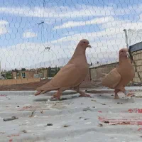 جفت زرد پر پا