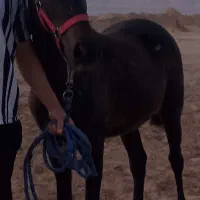 کره اسب شجره دار