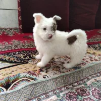 واگذاری میکس پامر