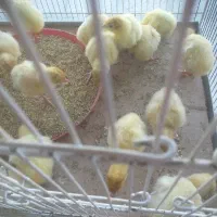 جوجه بوقلمون