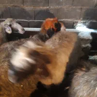 یکجفت شیشک ترکی ابستن