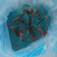 ماهی کوی نژاد|ماهی|قم, هفت تیر|دیوار