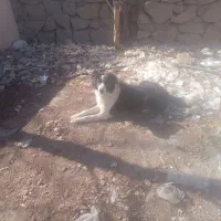 واگذاری سگ|سگ|قمصر, |دیوار