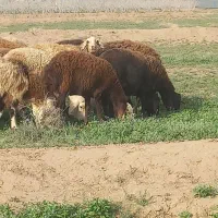 میش افشاری جوان