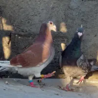 کبوتر  المانی