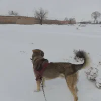 سگ عراقی نر