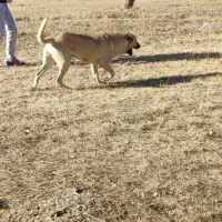 سگ پژدر 15ماهه|سگ|مهربان, |دیوار