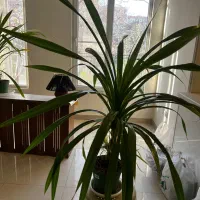 گلدان پاندانوس