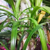 گل ذرتی شاداب|گل و گیاه طبیعی|شیراز, کوزه گری|دیوار