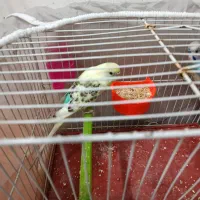 یک جفت مرغ عشق|پرنده|مشهد, قائم|دیوار