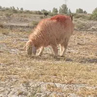بره نر