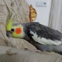 عروس هلندی نر