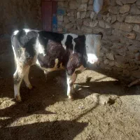 گوساله نر سمیتال