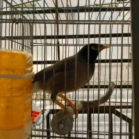 مرغ مینا سخن گو