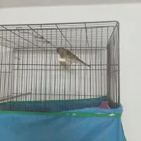 سهره جوجه قفس...قناری بل.قفس بزرگ|پرنده|دزفول, |دیوار