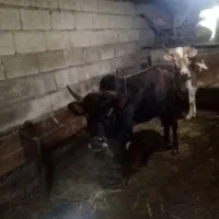 1عدد کلچه نر بفروش میرسد