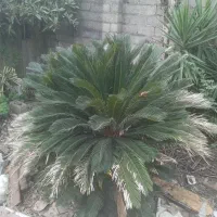 گل سیکاس چهل سال به بالا|گل و گیاه طبیعی|رشت, حافظ آباد|دیوار