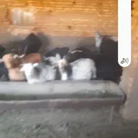 ۵۰ راس بز داشتی و کشتی