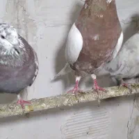 کفتر کبوتر. نر